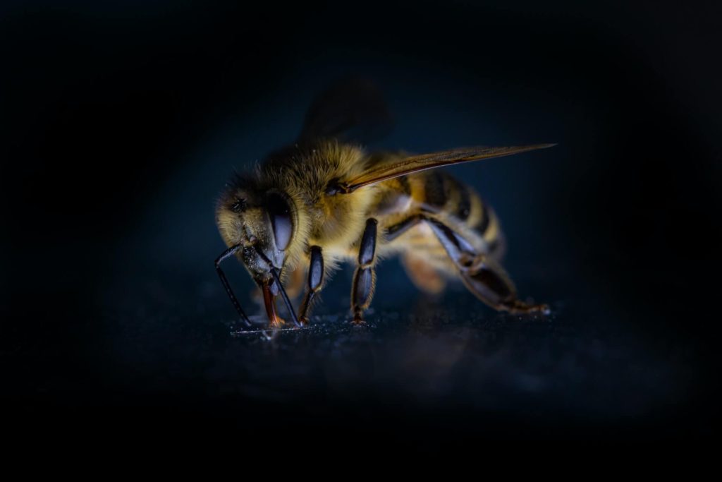 honey bee extracting nectar