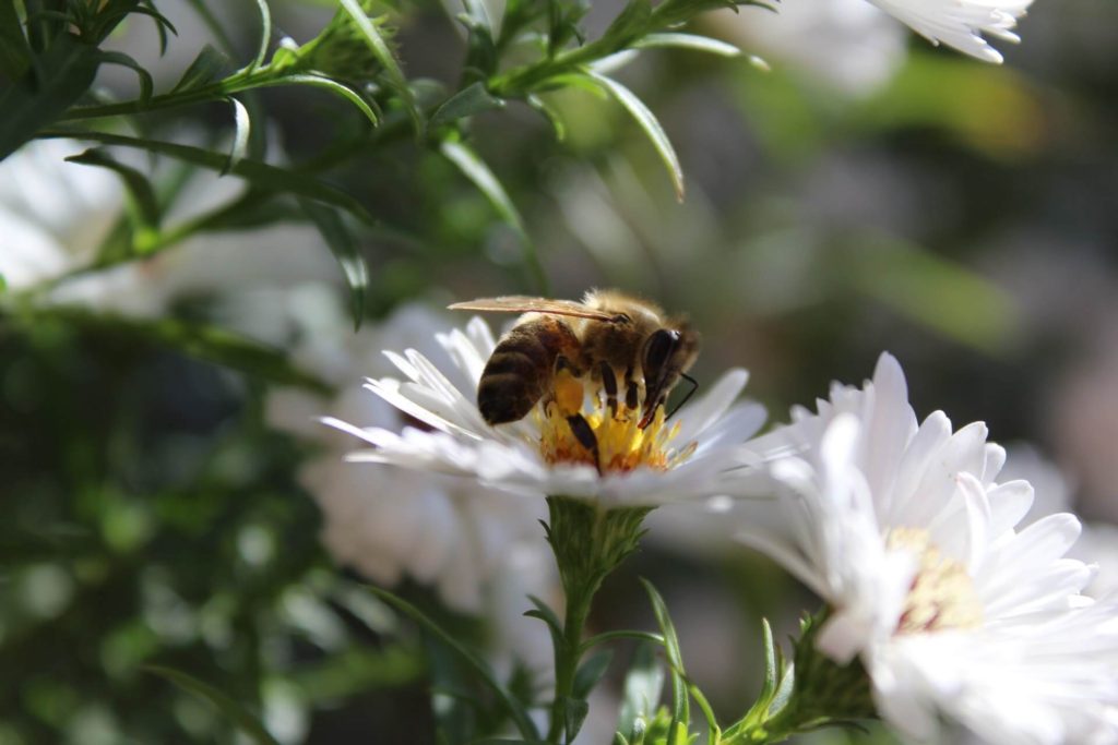 honey bee extracts Nectar